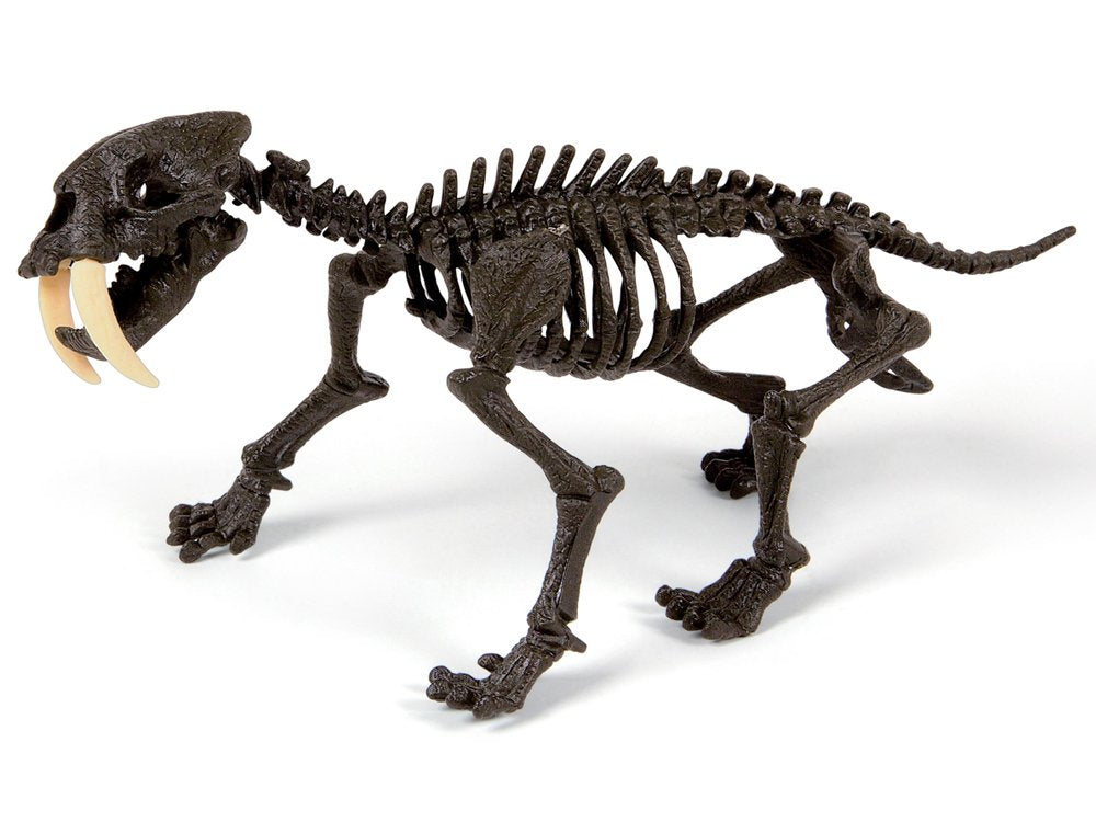 Set skeleta sabljozubog tigra – Smilodon