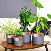 Bakarna traka za zaštitu od puževa 6 pcs Bakar 70 mm x 20 m
