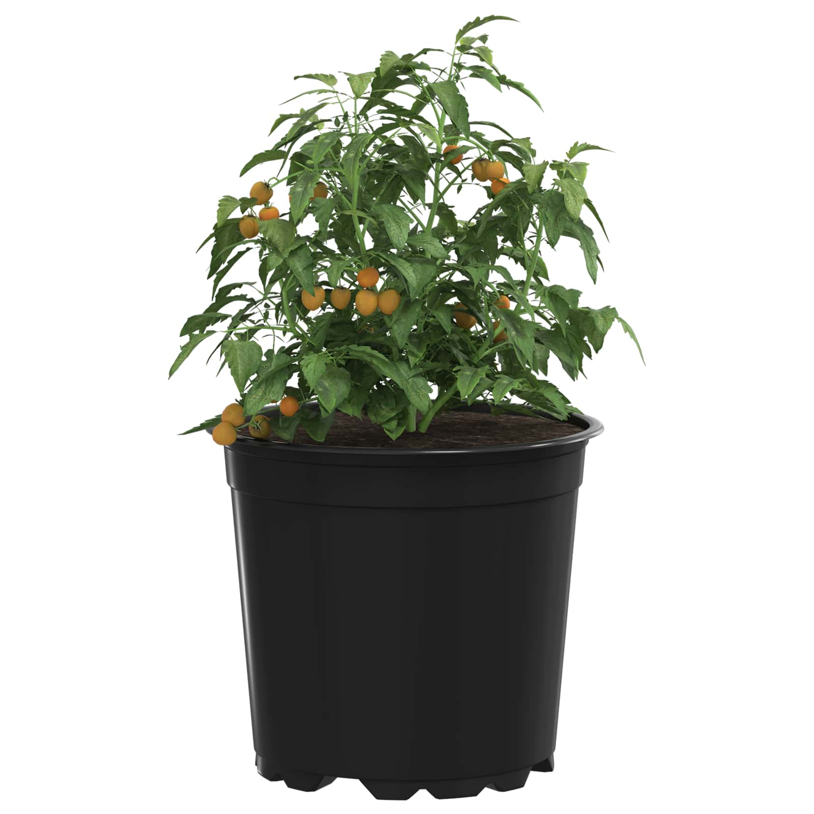 Lonac za cvijeće 100 pcs Crna Ø 15 x 13 cm Plastika